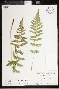 Dryopteris cristata image