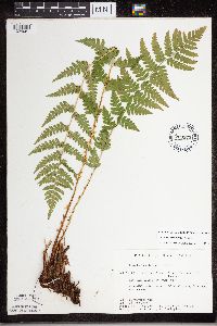 Dryopteris cristata image