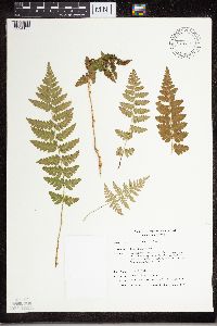 Dryopteris cristata image