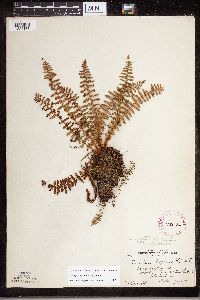 Dryopteris fragrans image