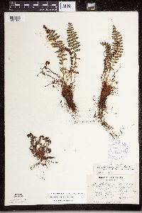 Dryopteris fragrans image