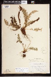 Dryopteris fragrans image