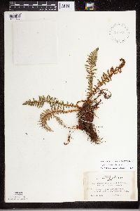 Dryopteris fragrans image