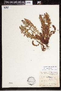 Dryopteris fragrans image