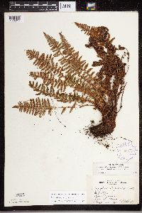 Dryopteris fragrans image