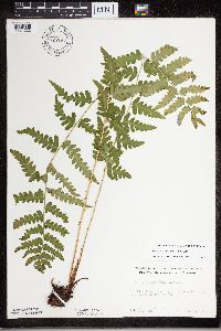 Dryopteris cristata image