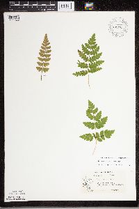 Dryopteris cristata image