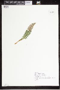 Dryopteris fragrans image