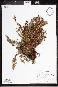 Dryopteris fragrans image