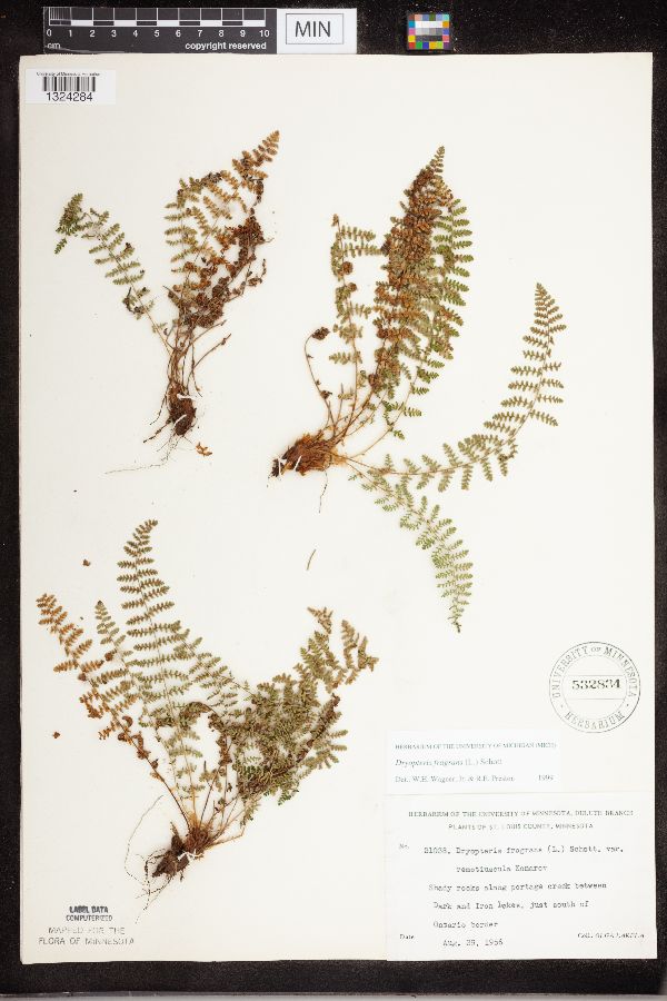 Dryopteris fragrans image