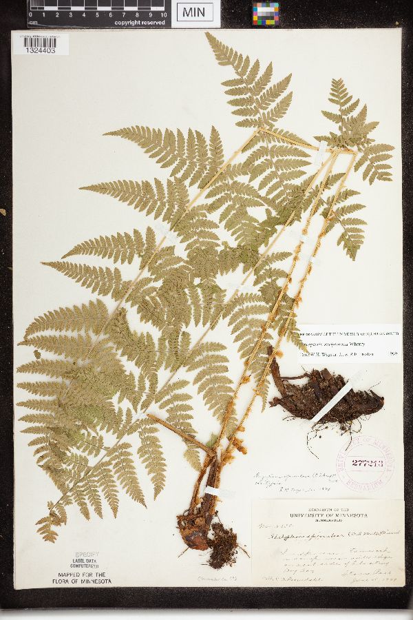 Dryopteris x triploidea image