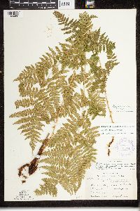 Dryopteris x triploidea image