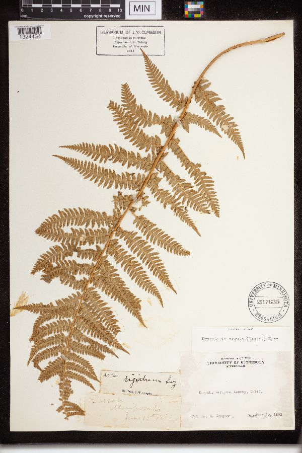 Dryopteris arguta image