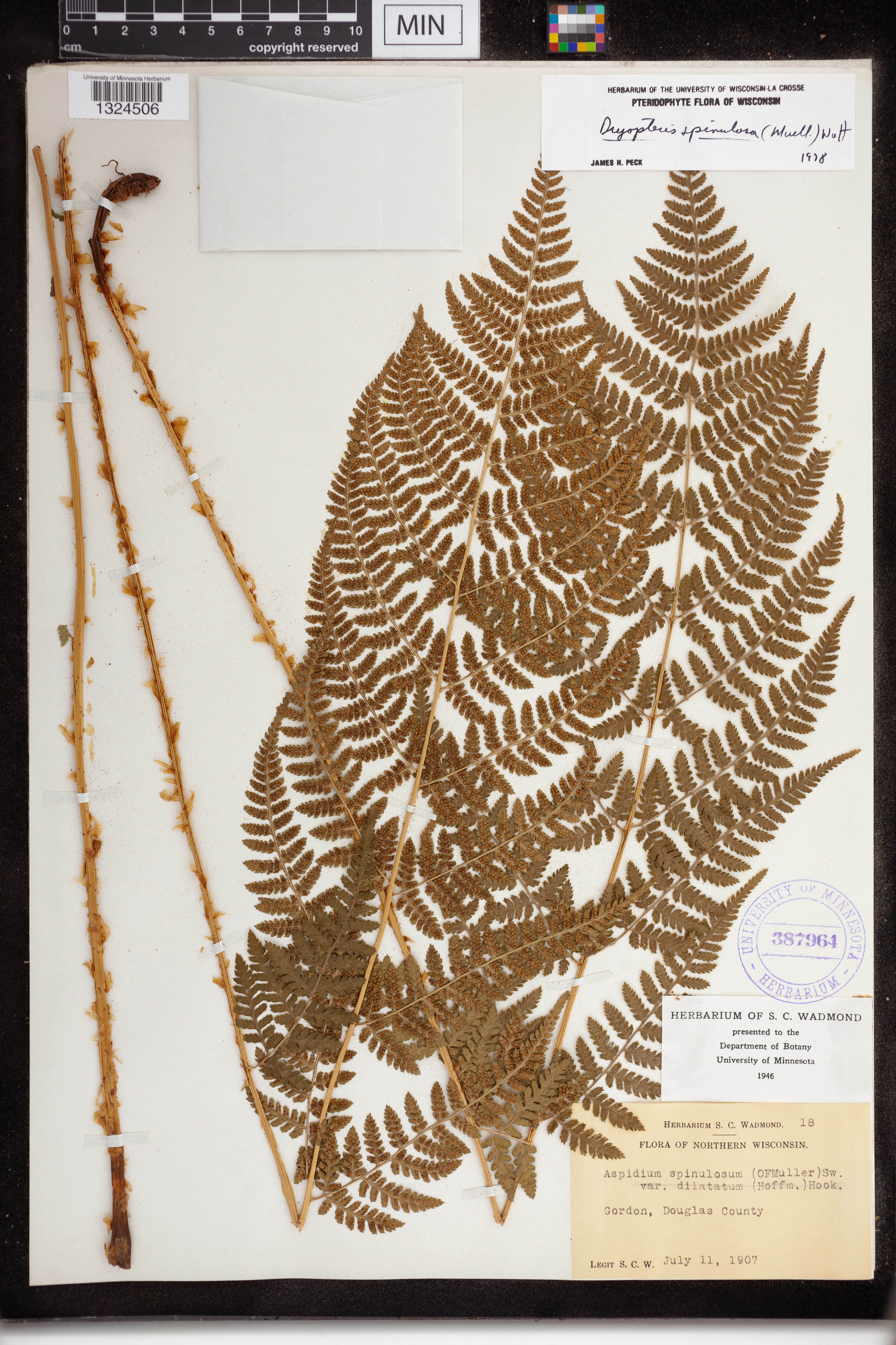 Dryopteris carthusiana image