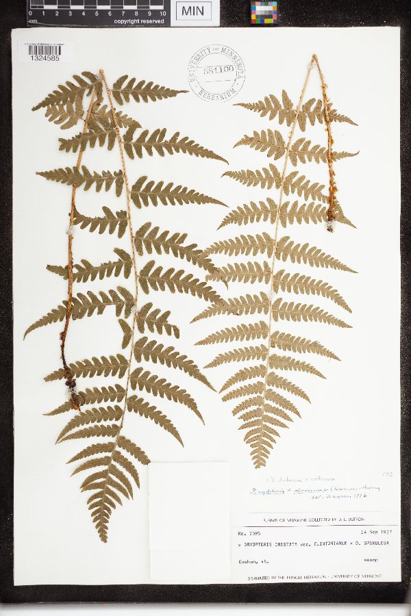 Dryopteris clintoniana x carthusiana image