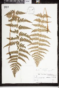 Image of Dryopteris clintoniana x carthusiana