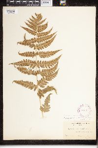 Dryopteris clintoniana x carthusiana image