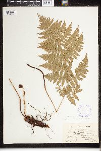 Dryopteris clintoniana x carthusiana image