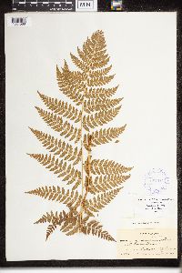 Dryopteris clintoniana x carthusiana image