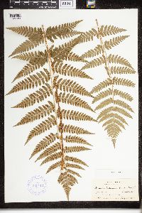 Image of Dryopteris clintoniana x intermedia