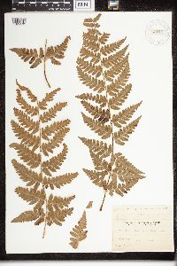 Image of Dryopteris clintoniana x marginalis