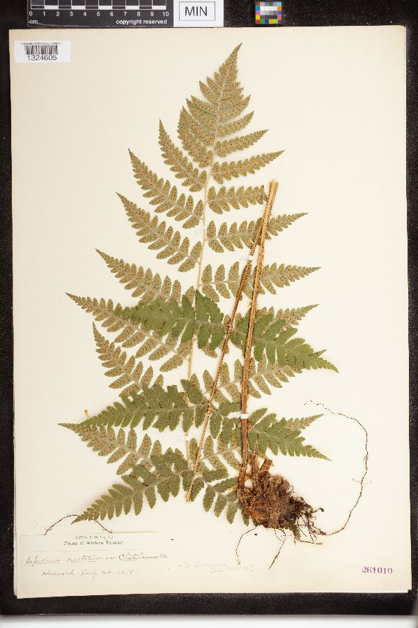 Dryopteris clintoniana image