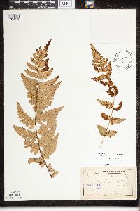 Dryopteris cristata image