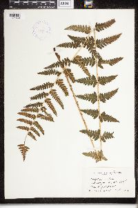 Dryopteris cristata image