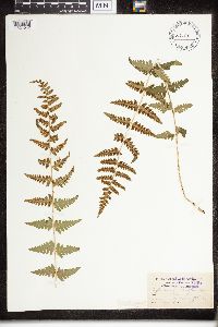 Dryopteris cristata image