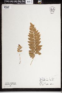 Image of Dryopteris cristata x intermedia