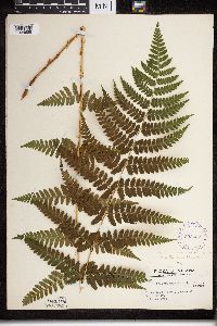 Dryopteris cristata x intermedia image