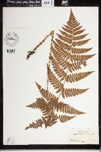 Dryopteris cristata x intermedia image