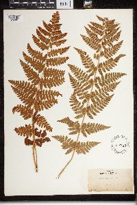 Dryopteris cristata x intermedia image