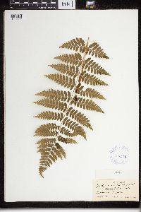 Dryopteris cristata x intermedia image