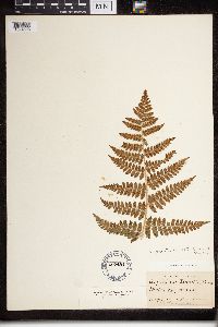 Dryopteris cristata x intermedia image