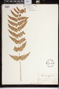 Dryopteris cristata x intermedia image