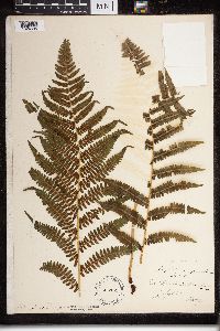 Dryopteris cristata x intermedia image