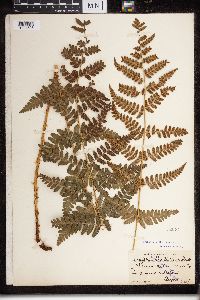 Dryopteris cristata x intermedia image