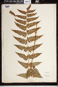 Dryopteris cristata x intermedia image