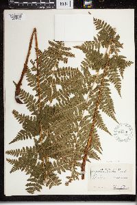 Dryopteris cristata x intermedia image