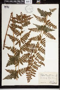 Dryopteris cristata x intermedia image