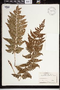 Dryopteris cristata x intermedia image