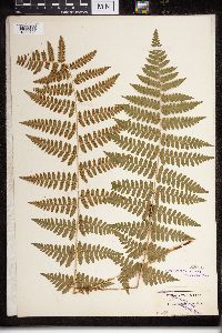 Dryopteris cristata x intermedia image