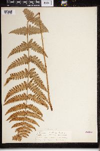 Dryopteris cristata x intermedia image