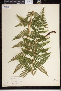 Dryopteris cristata x intermedia image