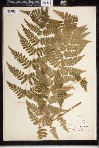 Dryopteris cristata x intermedia image