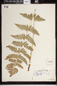 Dryopteris cristata x intermedia image