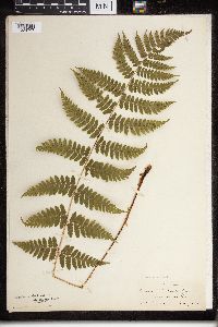 Dryopteris cristata x intermedia image