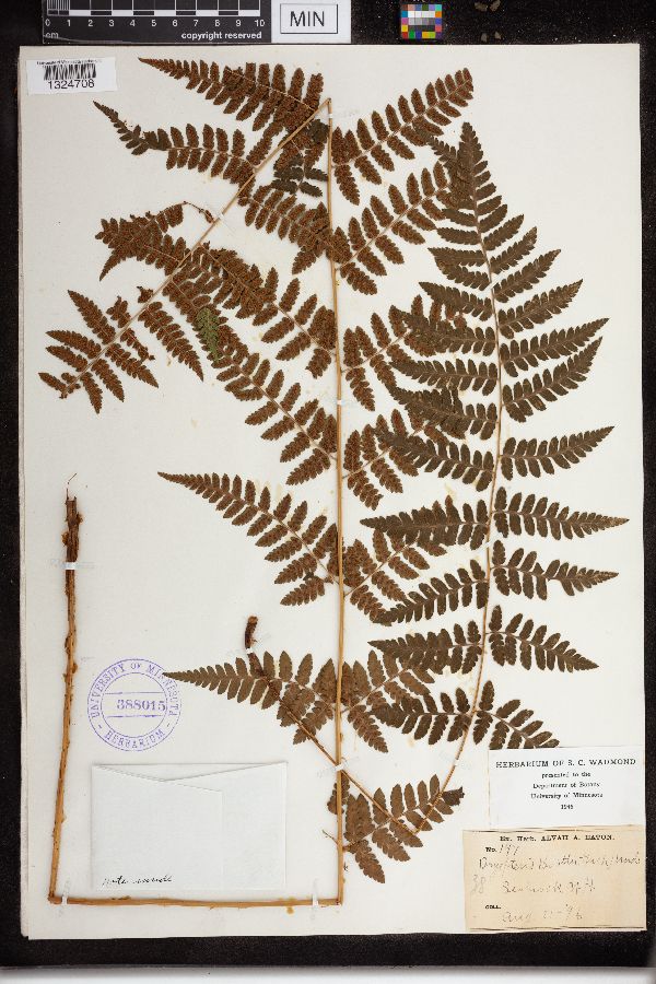 Dryopteris image