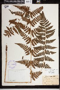 Dryopteris cristata x intermedia image